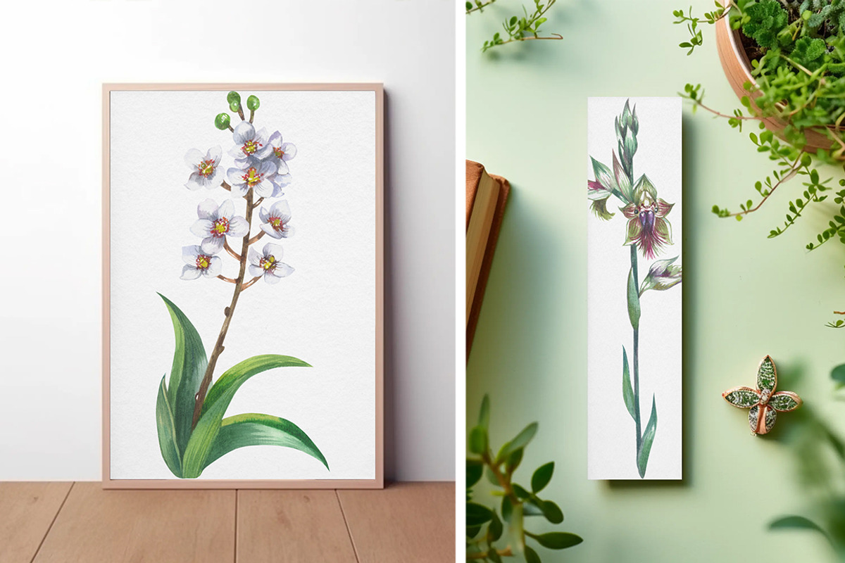 Native Orchids Flowers in  Australia, an Object Illustration by FITALARTSNEDIGI (Photo 7 of 7)