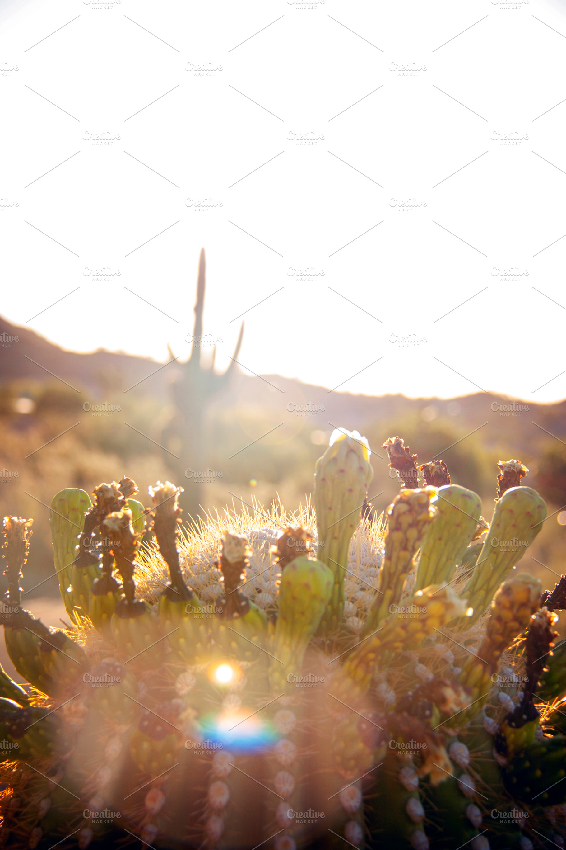 Saguaro Cactus Sunrise, a Photo by Isabeth Studio