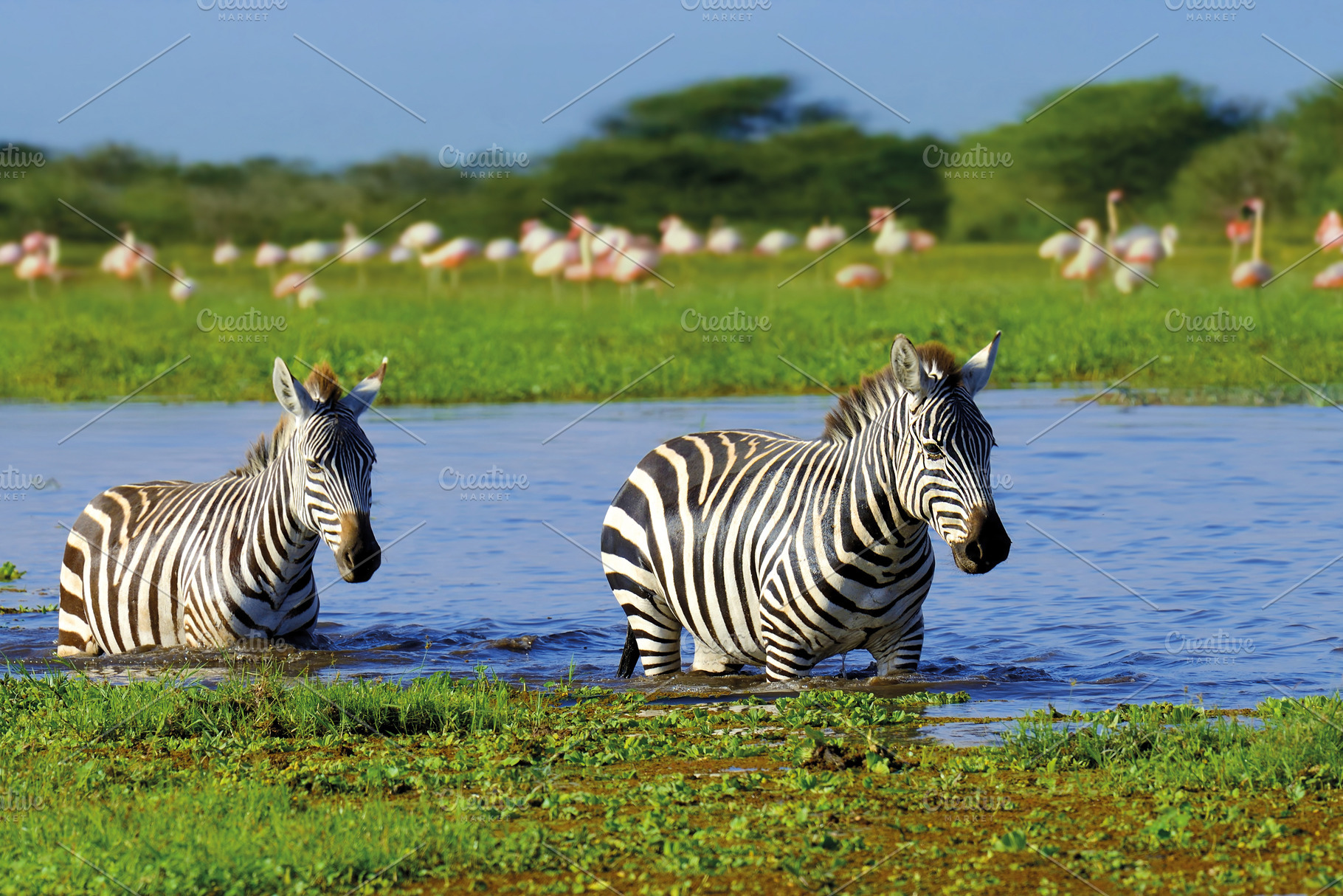 Zebra in the background flamingo. National Park of Kenya, Africa, an Animal Photo by Byrdyak