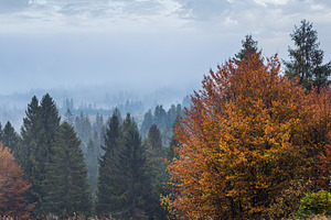 Cloudy and foggy autumn mountains scene. Peaceful picturesque tr, a Nature Photo by YuriyB