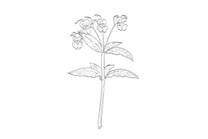Himalayan Balsam Wild Plant Drawing