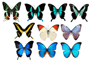 10 Tropical Butterflies