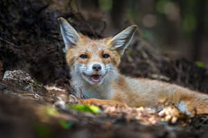 Red fox, vulpes vulpes in forest. Wild animal in natural environ, an Animal Photo by Byrdyak