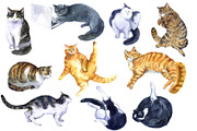 Watercolor Clipart, Cat Clipart, png, an Animal Illustration by KomtsyanTatyanaArt (Thumbnail 4 of 10)