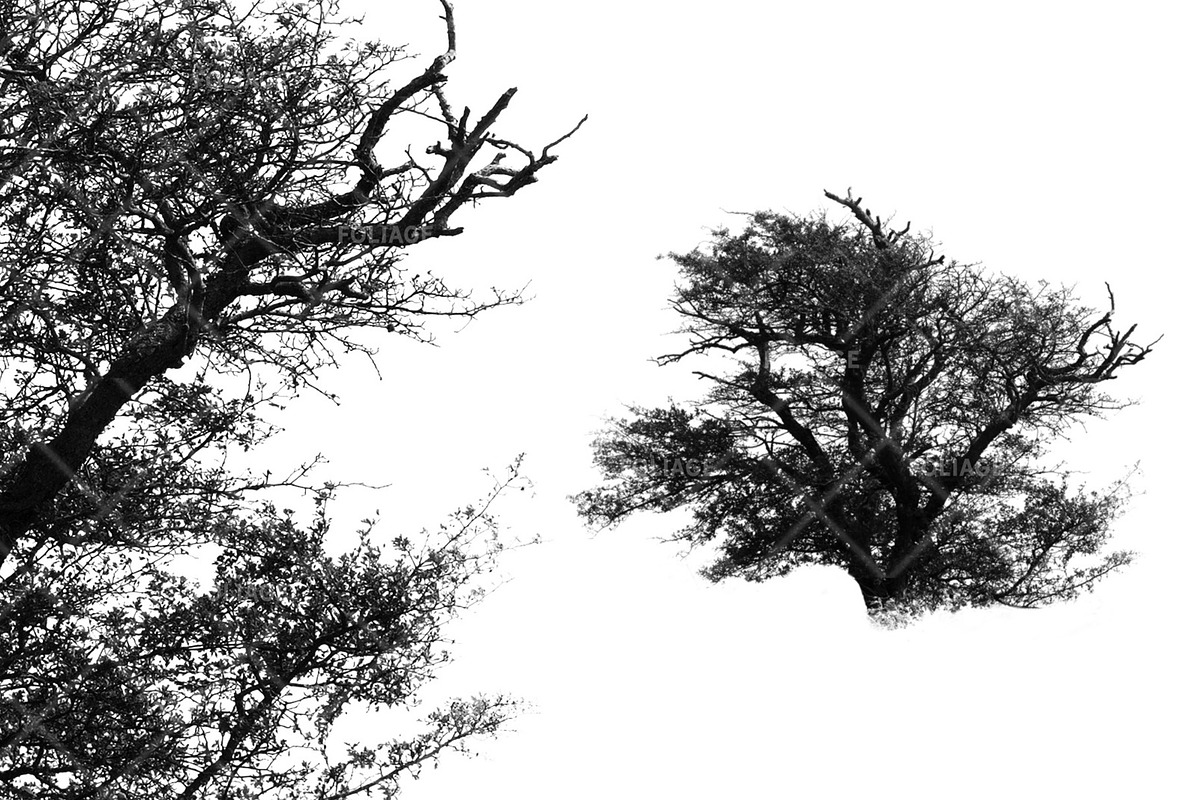 Foliage 2 Brush Set, a Brush Add-On by Zsolt Kosa Art (Photo 3 of 8)