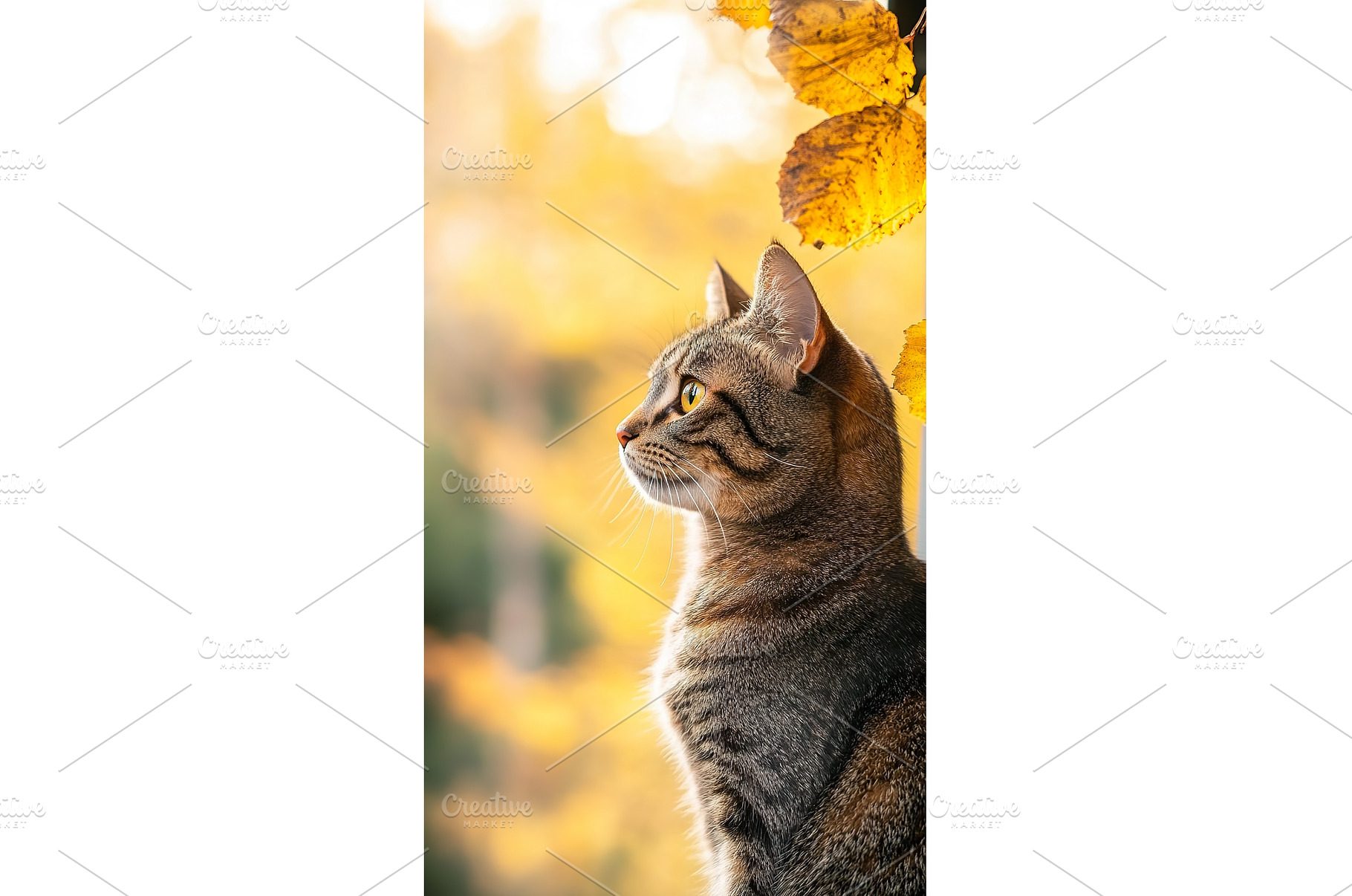 Brown tabby cat sitting by window, an Animal Photo by Lermont51