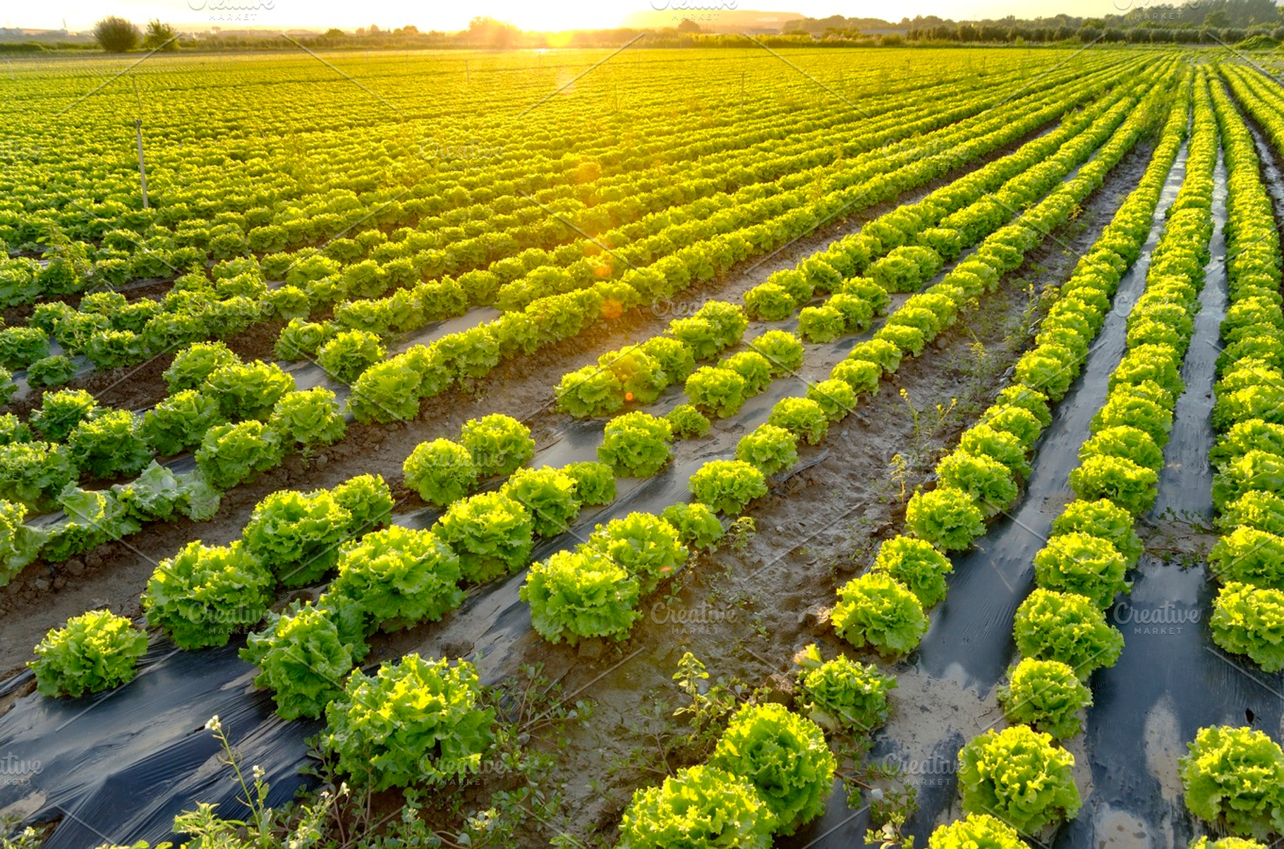 The garden of lettuce, a Nature Photo by jcfmorata - Photography