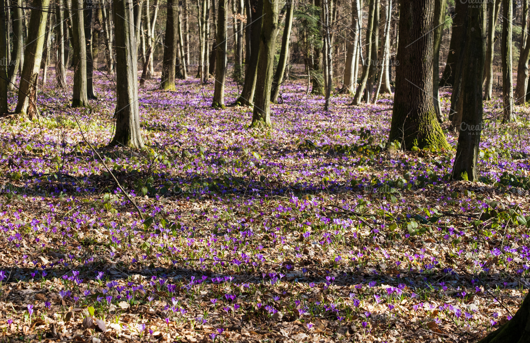 Violet Crocus heuffelianus (Crocus vernus) flowers in spring for, a Nature Photo by YuriyB