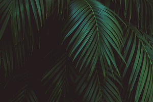Dark Tropical Palm Leaves Photo