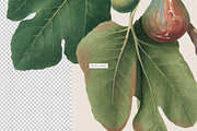 Vintage Botanical Illustrations, an Object Illustration by likorbut (Thumbnail 7 of 8)