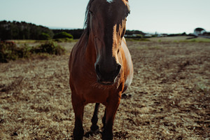 Wide Angle Horse Portrait, an Animal Photo by SkyNext