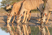 Kudu Antelope - Reflections of Joy, an Animal Photo by Wildlife Wonder (Thumbnail 2 of 2)