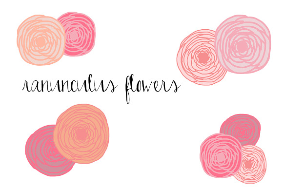 Ranunculus Flowers