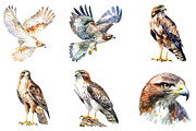 Hawk Watercolor Clipart, an Illustration by SinaCreation (Thumbnail 3 of 4)