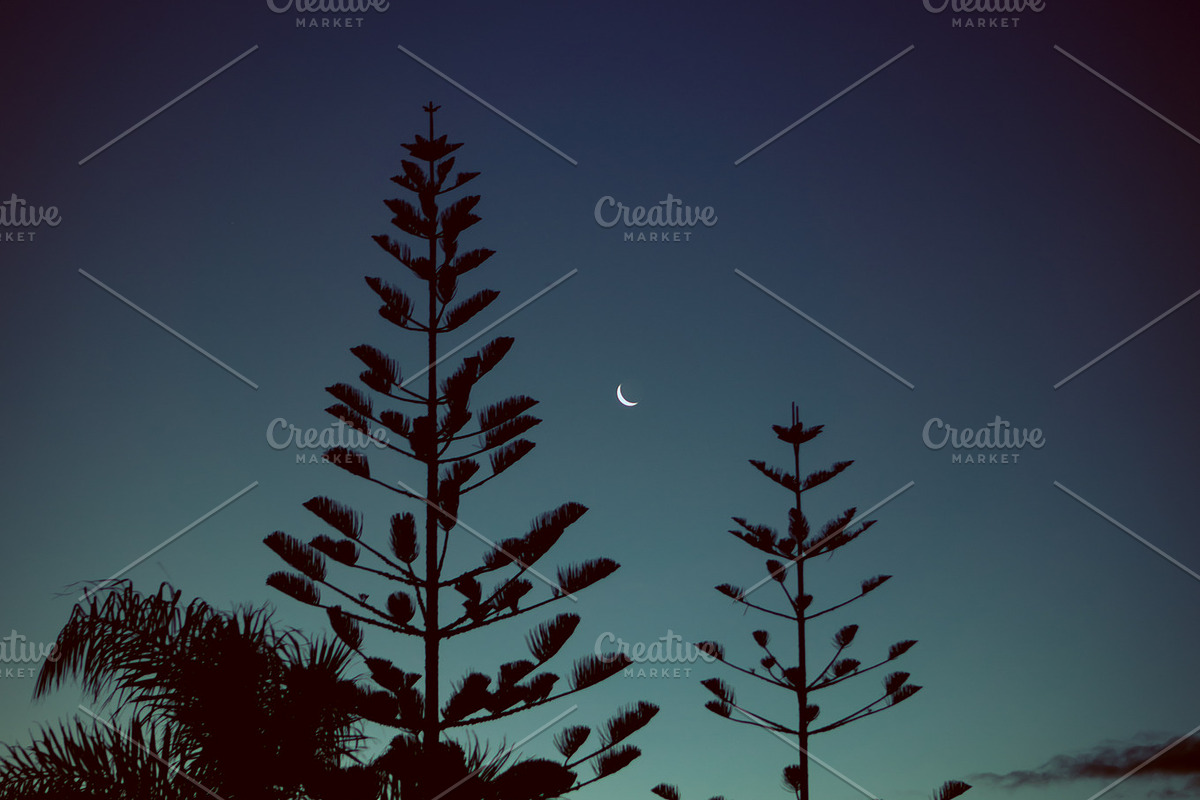 Fern & Moon, New Zealand, a Nature Photo by Spencer Thayer Studios (Photo 3 of 5)