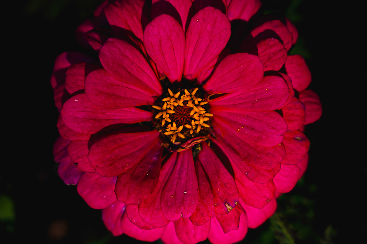 Flower & Garden Collection 15 photos, a Nature Photo by Silent Nature (Photo 5 of 14)