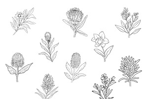 Australian Native Flowers Clipart