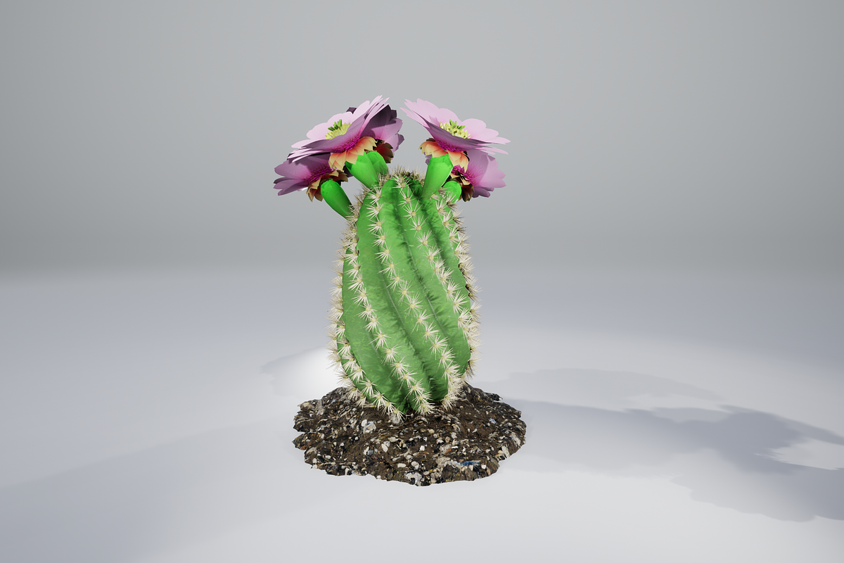 Spiral Cactus, an Environmental 3D Model by AndrewWhite (Photo 10 of 13)