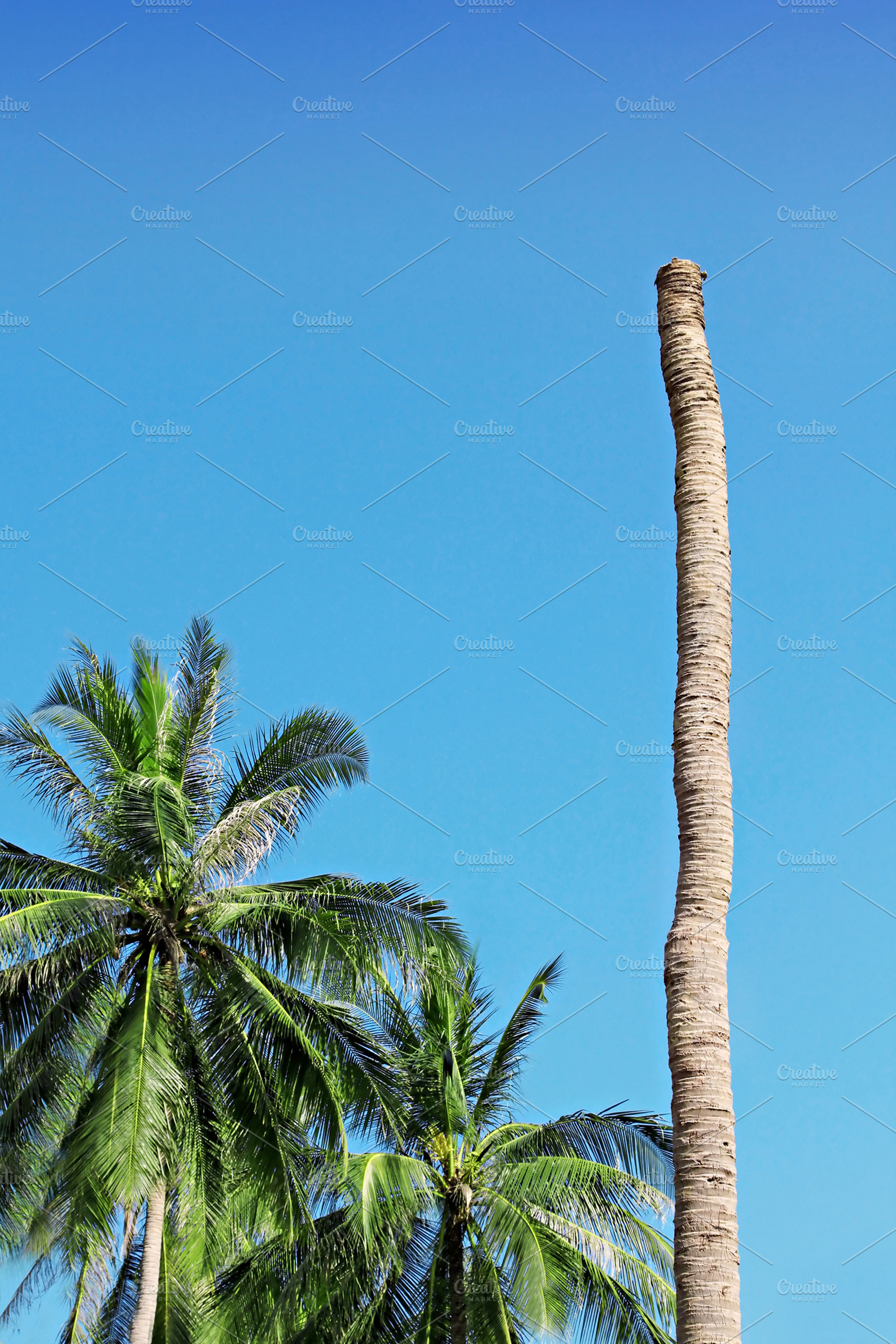 Palm without top, a Photo by saiko3p