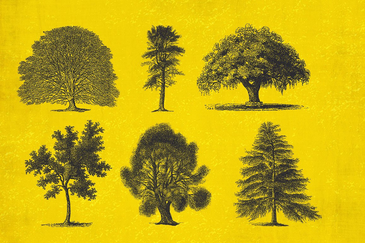 37 Vintage Tree Illustrations, an Object Graphic by AndrewPixel (Photo 5 of 8)