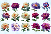 Watercolor Purple and Cream Peonies, an Illustration by Craft Nest (Thumbnail 2 of 4)