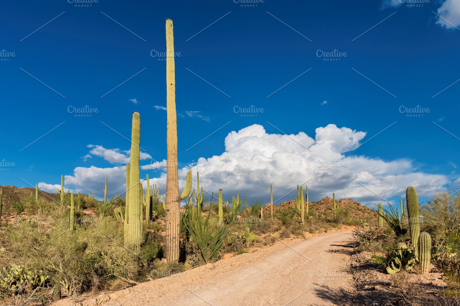 Saguaro cactus on scenic road, a Nature Photo by Lucky Photographer