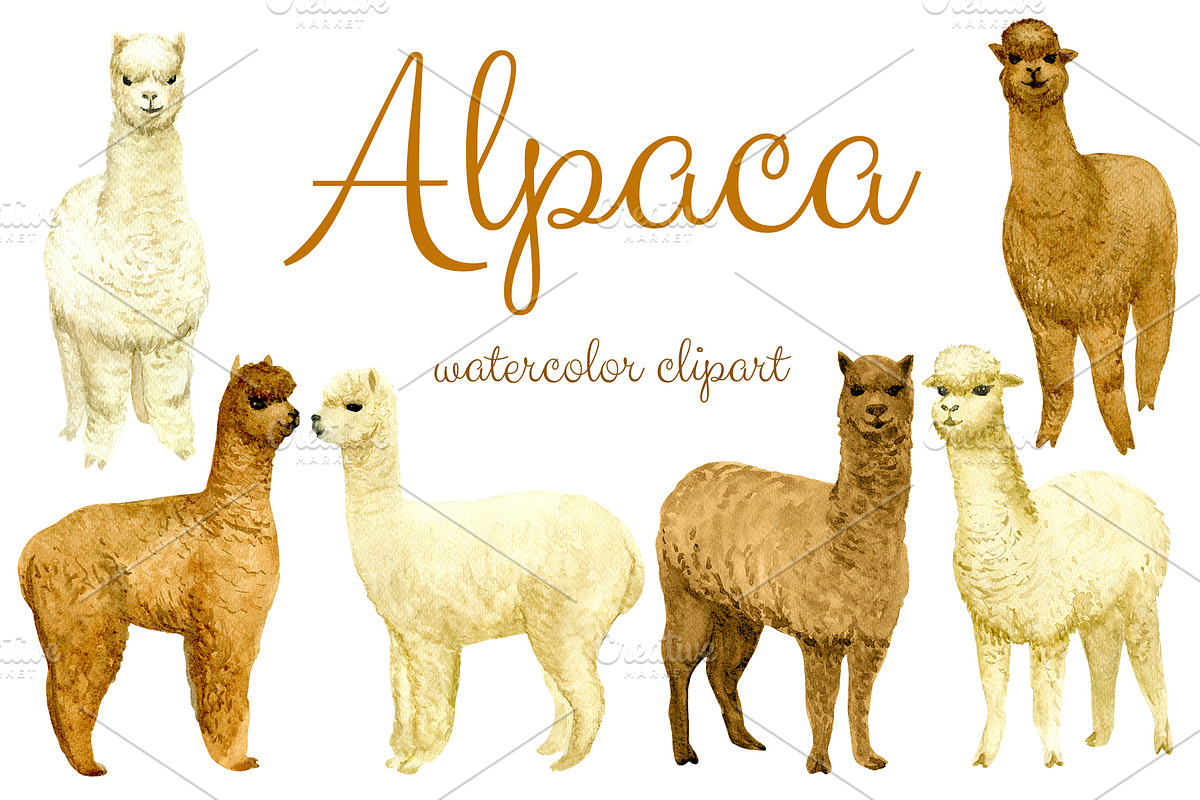Watercolor Alpaca, Clip arts, an Animal Illustration by Sveta Aho (Photo 1 of 2)