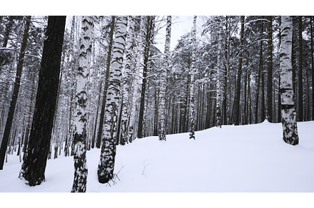 Beautiful landscape with birch trees, a Nature Photo by Media Whale Stock