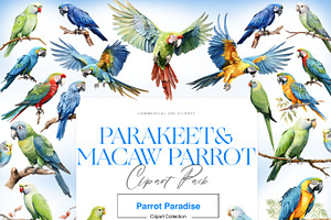 Parakeet Clipart, Macaw Parrot PNG