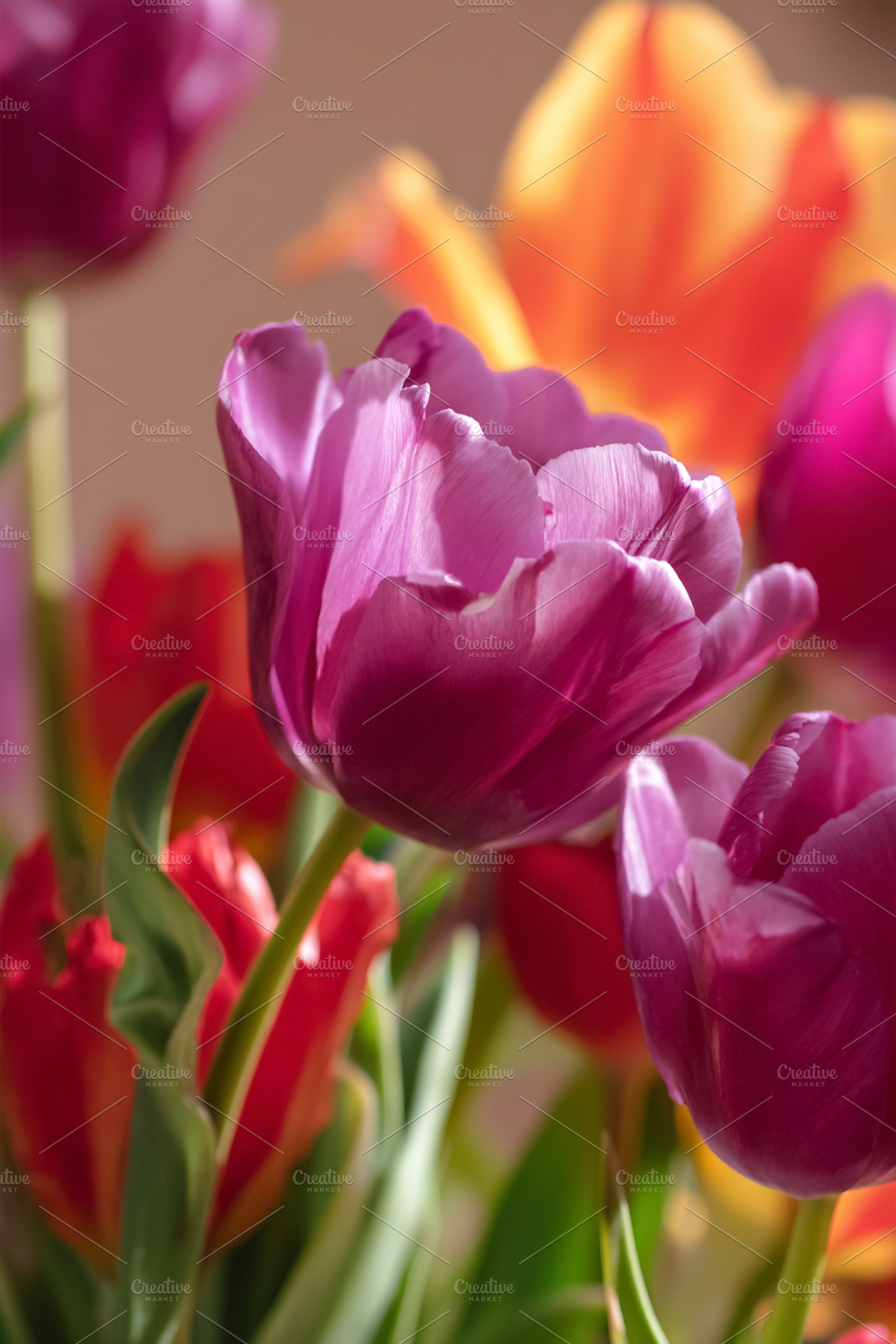 Purple and red tulips blooming, showing fresh petals and vibrant, a Photo by Studio ANNA