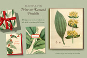 25 Medicinal Botany Prints, a Decorative Illustration by The Object Atlas (Thumbnail 5 of 6)