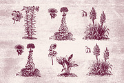 Vintage Flower Illustrations, an Illustration by TheBlackPixelCo (Thumbnail 5 of 6)