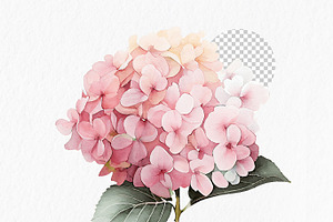 Pink Blue Hydrangea Flower Clipart