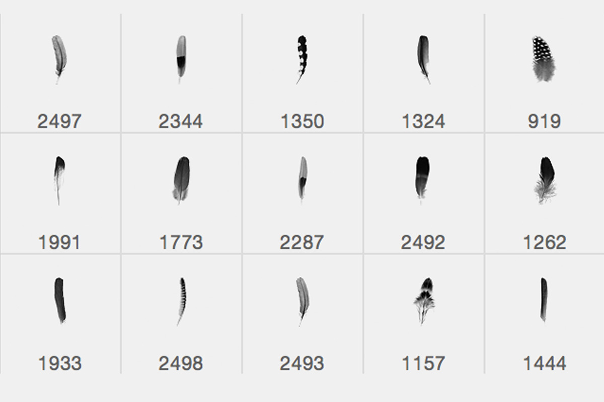 Feather Photoshop brushes, a Brush Add-On by Little Bean (Photo 6 of 6)