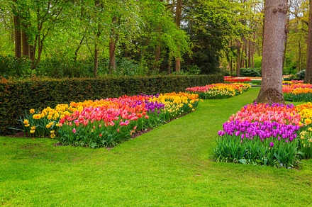 Blooming Flower Garden With Lawn preview 2