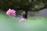 Pink Lotus Flowers Bundle, a Nature Photo by Corner Croft Mockups (Thumbnail 2 of 5)