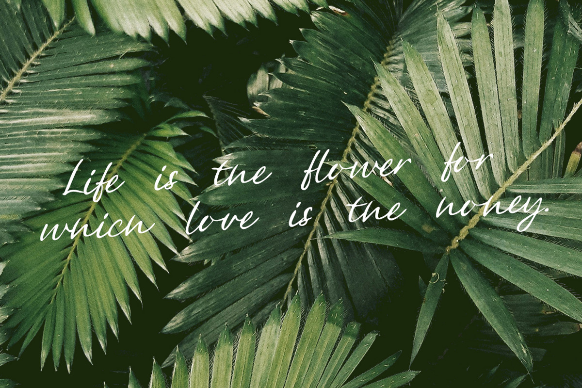 Mandragora, a Script Font by Katie Holland (Photo 4 of 6)