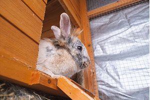 Cute Rabbit in Wooden Hutch, an Animal Photo by MadPhotos