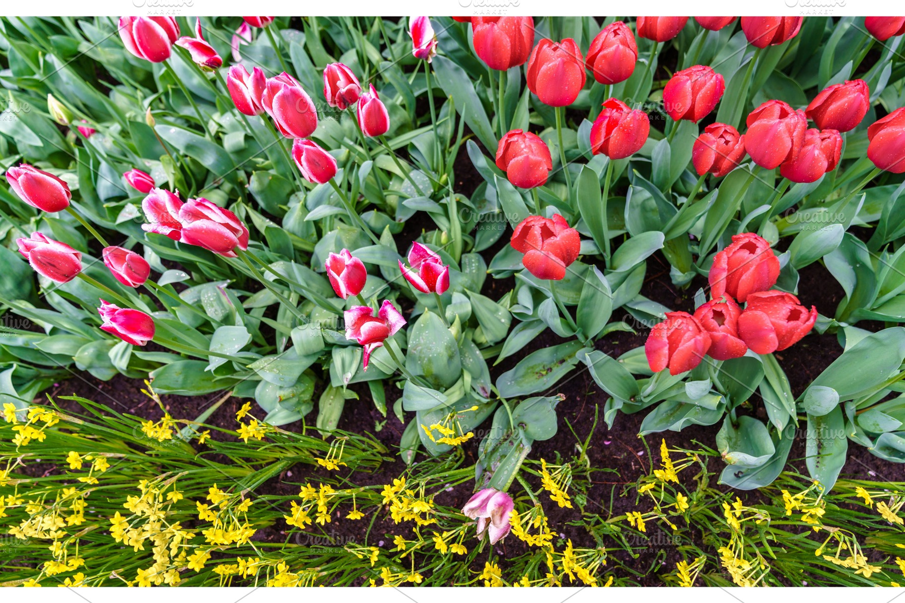 Colorful tulips at the keukenhof the netherlands containing netherlands, a Nature Photo by Leonid Andronov