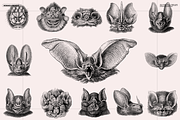 Halloween Special! Bats of the World, an Animal Illustration by Nomad Visuals (Thumbnail 2 of 17)