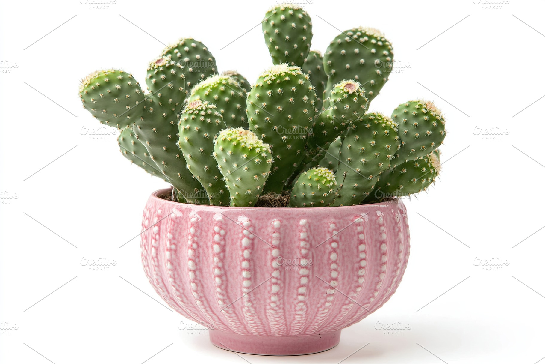 Unique cactus arrangement in a pink ceramic pot on a white background adds vibr, a Nature Photo by AlyaAnd