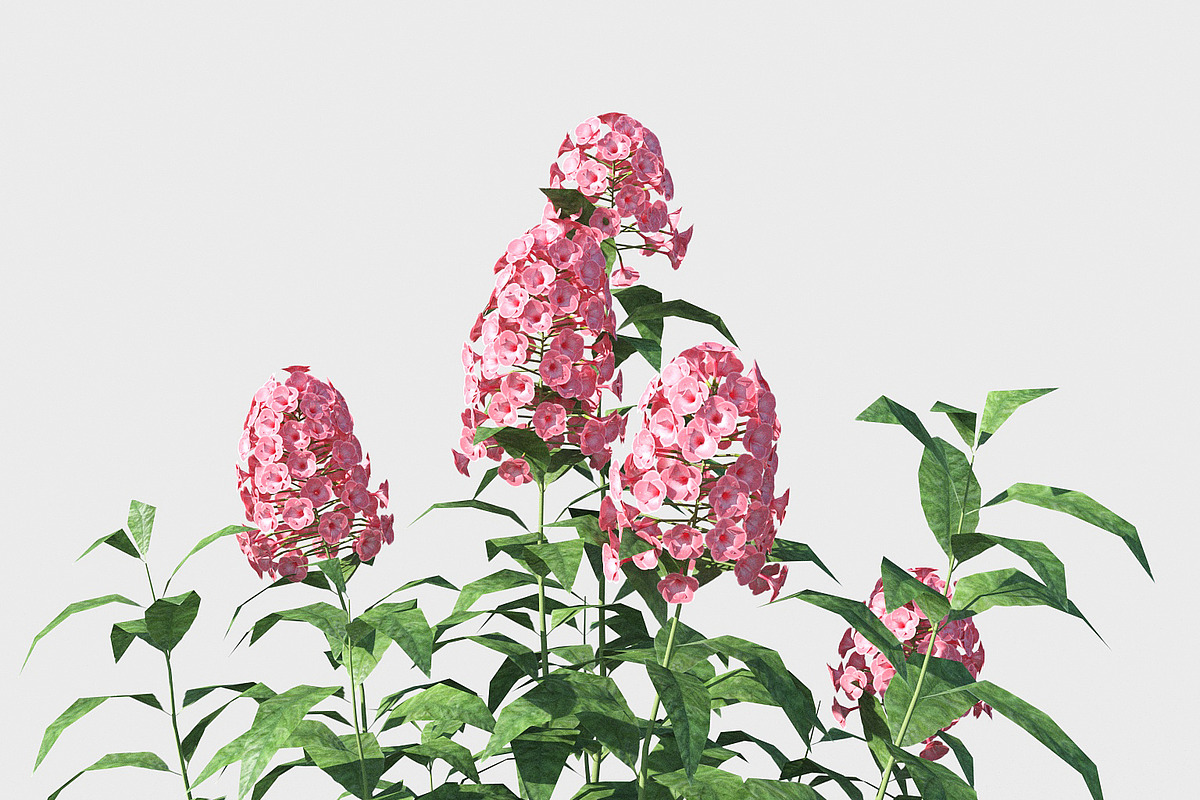 Phlox, an Environmental 3D Model by happy brush (Photo 2 of 6)