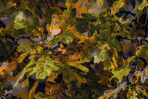Leaf #15, a Nature Photo by jakub_kopecky