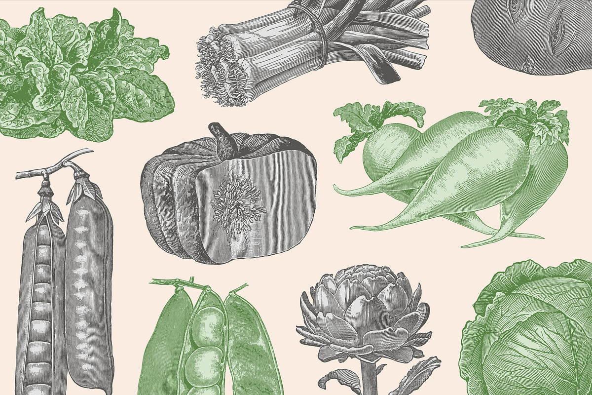 220 Vintage Vegetable Illustrations, a Food Illustration by Graphic Goods (Photo 9 of 12)