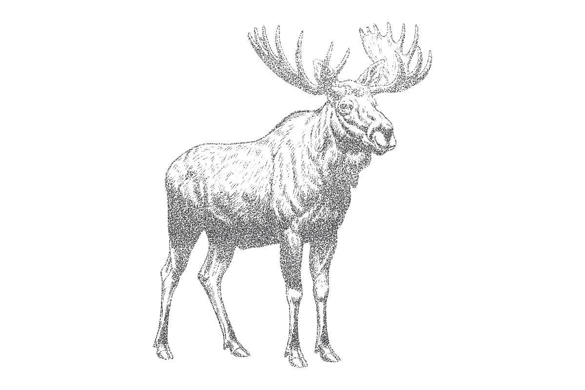Vintage Moose Stipple Engraving, an Animal Illustration by MkStudio