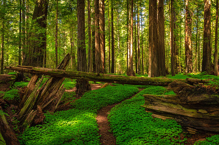 Redwood forest landscape stock photo containing sorrel and redwoods