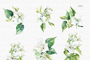 Watercolor Bougainvillea &Hydreangea, a Decorative Illustration by ThaismotaCreativeCo (Thumbnail 4 of 11)