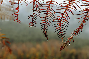 Autumn leaves with raindrops in the, a Nature Photo by Perpis