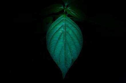 art of leaf