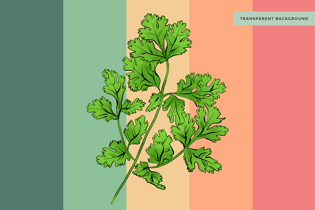 Cilantro Coriander Illustration, an Illustration by Mockup Studio (Photo 2 of 3)